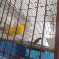 یک جفت قناری|لوازم جانبی حیوانات|هریس, |دیوار