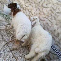 ۲عدد بره نر    یا گوسفند