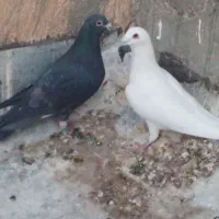 کبوتر  کفتر۳تا نر یه ماده