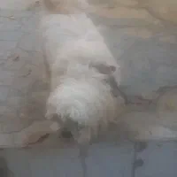 فروش سگ|سگ|فارسان, |دیوار