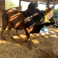 گوساله گاو نر سرشاخی|حیوانات مزرعه|گتاب, |دیوار