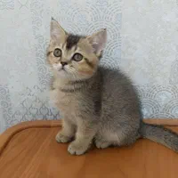 پیشی گوگولی|گربه|اصفهان, اشکاوند|دیوار