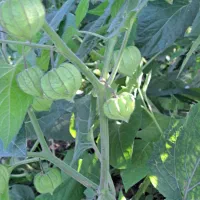 نهال فیسالیس|گل و گیاه طبیعی|گرگان, |دیوار