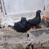 دم سفید و کلاغ کربلایی|پرنده|شاندیز, |دیوار