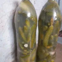 خیارشور تازه ترد بفروش میرسدبطری هست