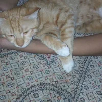 گربه نرشش ماه|گربه|همدان, |دیوار