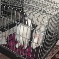 خرگوش|موش و خرگوش|مشهد, همت آباد|دیوار