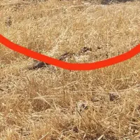 فوری فوری دزدیدن 7میش با یه بز|حیوانات|دزپارت, |دیوار