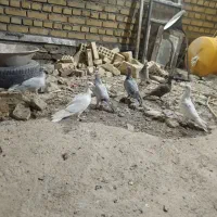 جوجه‌کوهی