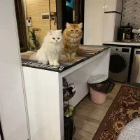 پرشین|گربه|زاهدان, |دیوار