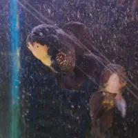 ماهی گلد فیش