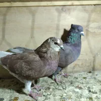 کبوتر پرشی|پرنده|کوهدشت, |دیوار
