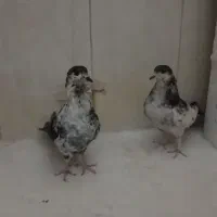 کفتر نرو ماده