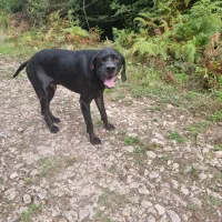 پوئینتر انگلیسی حرفه ای شکار|سگ|تهران, سعادت‌آباد|دیوار