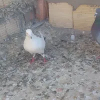 سبز نر با دم سیا ملقی