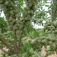 نهالکده نوین رویش نهالستان|خدمات باغبانی و درختکاری|یاسوج, |دیوار