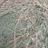 یونجه خالص، علوفه یونجه