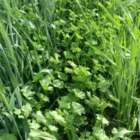 کارگر روز مزد،یابرجی،میخام برای ایرانشهر|استخدام صنعتی، فنی، مهندسی|بزمان, |دیوار