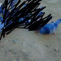 کبوتر دورگ ماده|پرنده|فاضل آباد, |دیوار