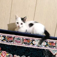 واگذاری بچه گربه دو ماهه