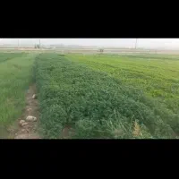 خوراکی و آشامیدنی