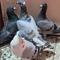 چند عدد دورگ و پرشی