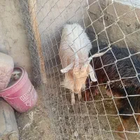 ۴راس بز چاق