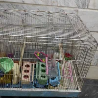 قفس پرنده|لوازم جانبی حیوانات|قم, شهرک امام حسن|دیوار