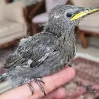 جوجه سار