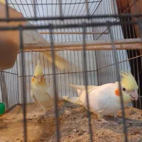 عروس هلندی