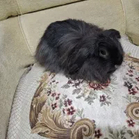 خرگوش لوپ و انواع دیگر|موش و خرگوش|قم, زنبیل آباد|دیوار