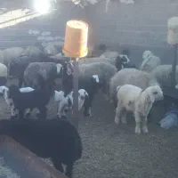 میش بره دار|حیوانات مزرعه|دشمن زیاری, |دیوار