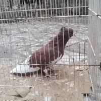 کفتر نمایشی