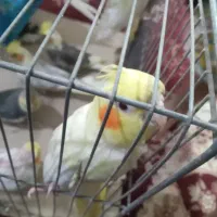 عروس هلندی مناسب