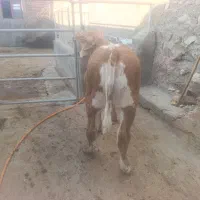 گوساله شاروله