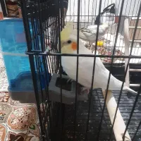 عروس هلندی نر و ماده همراه با وسایل ها بدون قفس|پرنده|میاندوآب, |دیوار