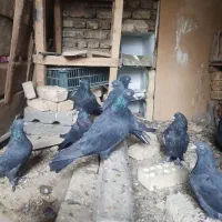 کبوتر سیاه پر درجه یک