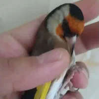 سهره لر، جفتی قناری، حلقه پا|پرنده|تهران, عبدل‌آباد|دیوار