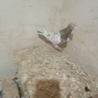 کبوتر زرد هفت رنگ نر و موشی نقره‌ای|پرنده|الوند, |دیوار