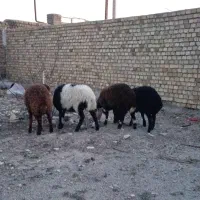 گوسفند بره ماده