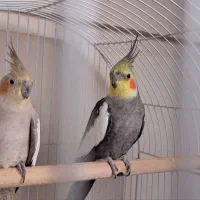 یه جفت عروس هلندی