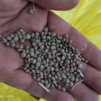عدس دیم|خوردنی و آشامیدنی|دورود, |دیوار