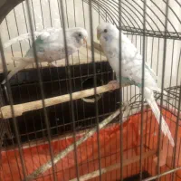 فروش یک جفت مرغ عشق یا معاوضه با فنچ