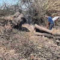 چوب ساختمانی یاباغی|خدمات باغبانی و درختکاری|گرگان, |دیوار