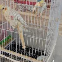 دو جفت عروس هلندی لوتینو البینو|پرنده|مشهد, شهید علی محمدی|دیوار