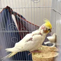 عروس هلندی تازه به دنیا اومده