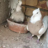 طوقی پرتغالی کرم