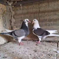 کفتر ۳تا جوجه  جیر