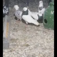 طوق سیاه کلاهی زنگوله دار