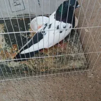 سینه سیاه نر|پرنده|چناران, |دیوار